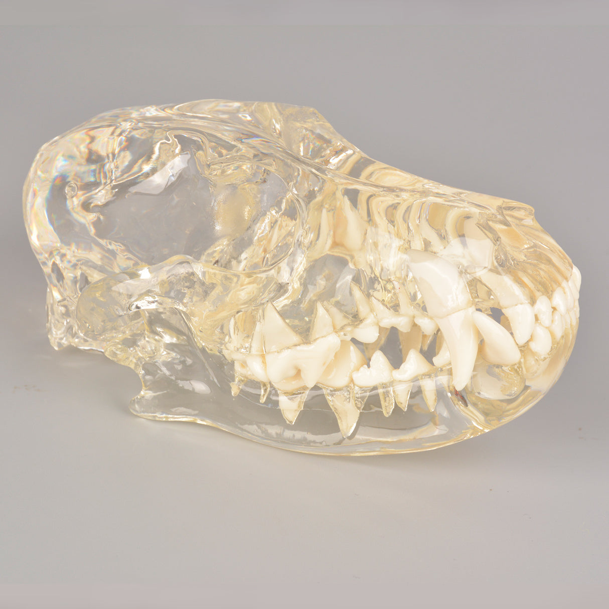 Canine Skull Dental Model with Radiopaque Teeth