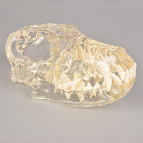 Canine Skull Dental Model with Radiopaque Teeth