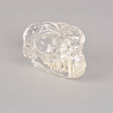 Cat Dental Anatomy Model For Veterinarians