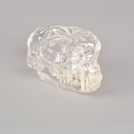 Cat Dental Anatomy Model For Veterinarians