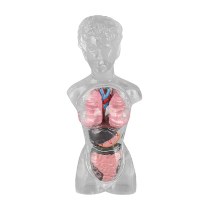 18 in Female Transparent Torso Model with Removable Organs