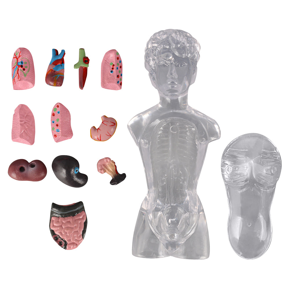 18 in Female Transparent Torso Model with Removable Organs