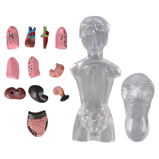 18 in Female Transparent Torso Model with Removable Organs