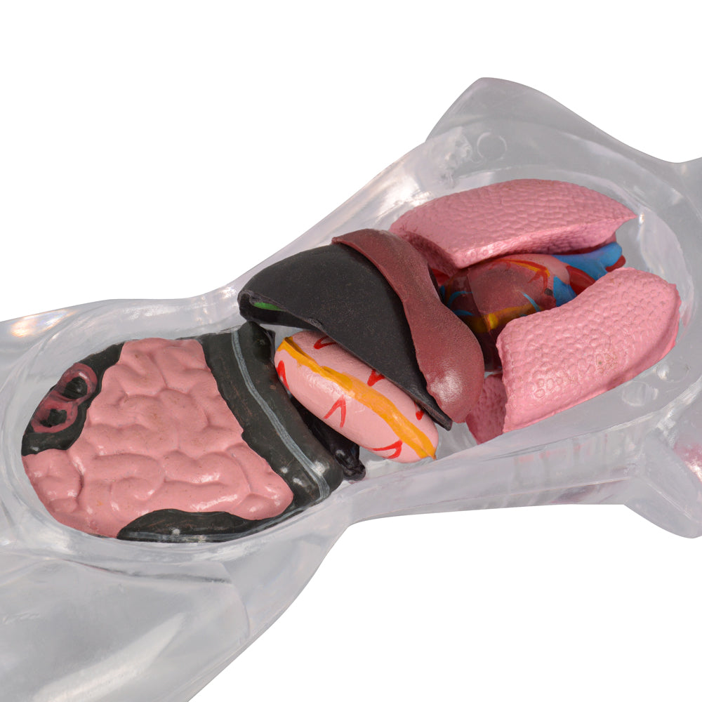 18 in Female Transparent Torso Model with Removable Organs