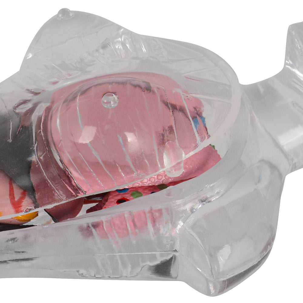 18 in Female Transparent Torso Model with Removable Organs