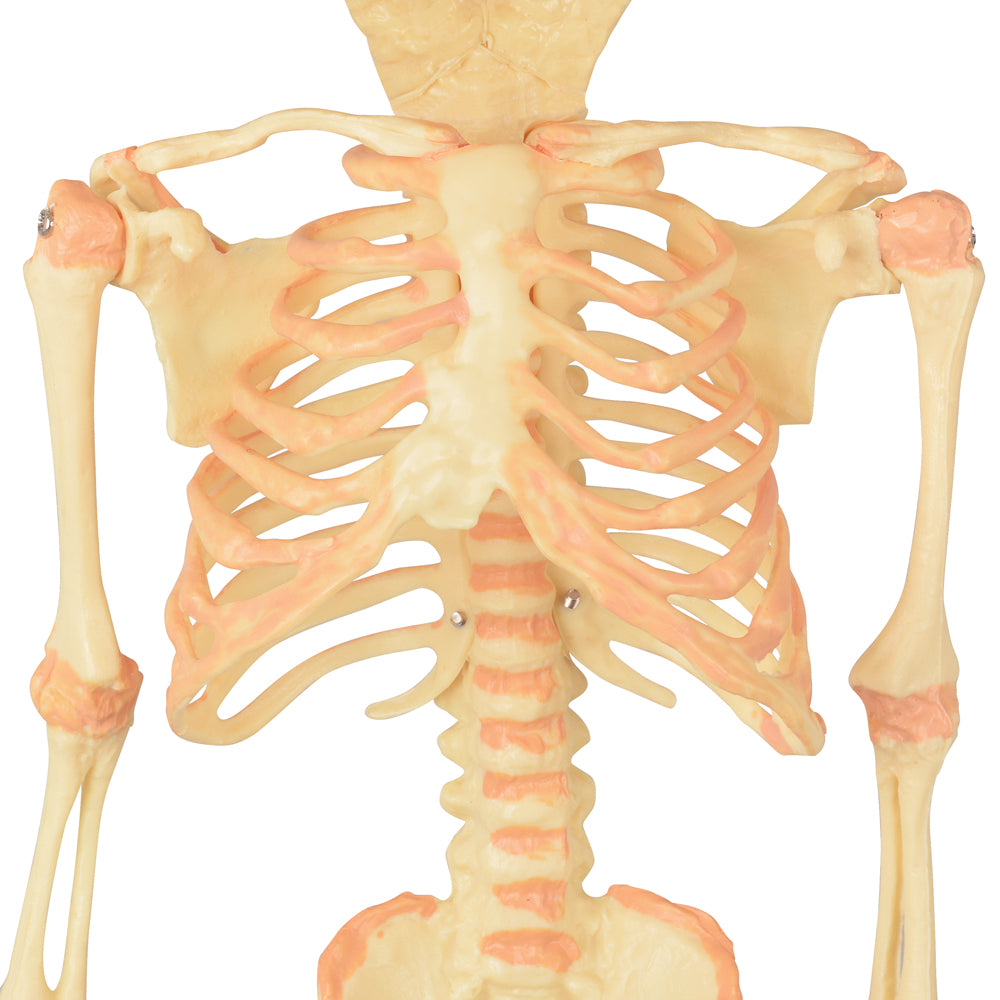 Twin-Head Human Fetus Skeleton Model