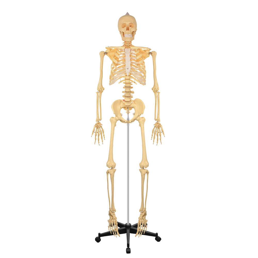 70in Life Size Human Skeleton Anatomy Model