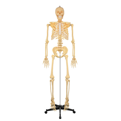 70in Life Size Human Skeleton Anatomy Model