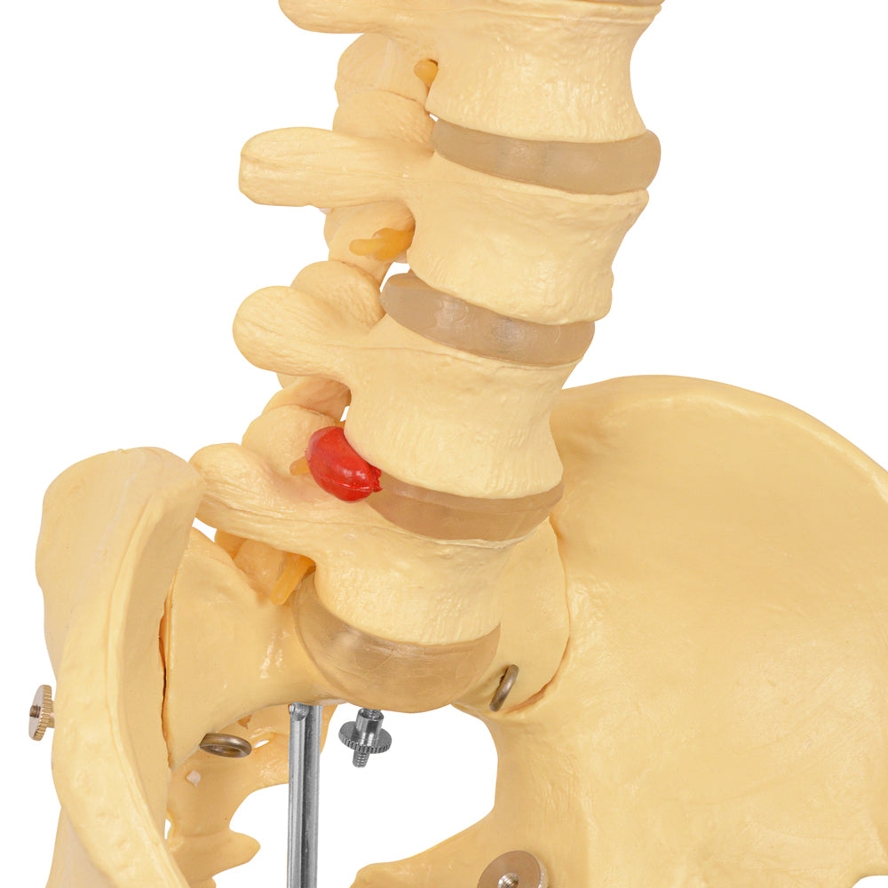70in Life Size Human Skeleton Anatomy Model