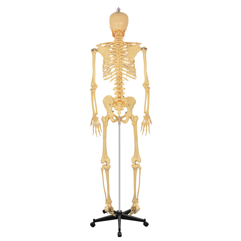 70in Life Size Human Skeleton Anatomy Model
