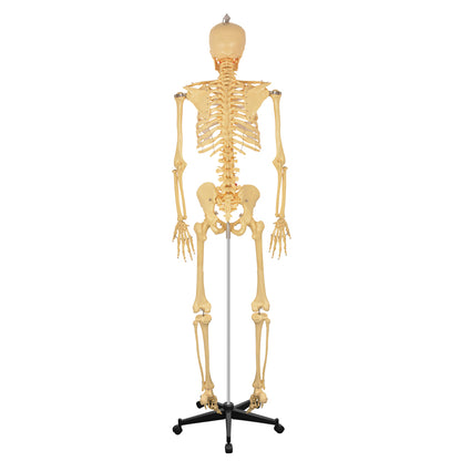 70in Life Size Human Skeleton Anatomy Model