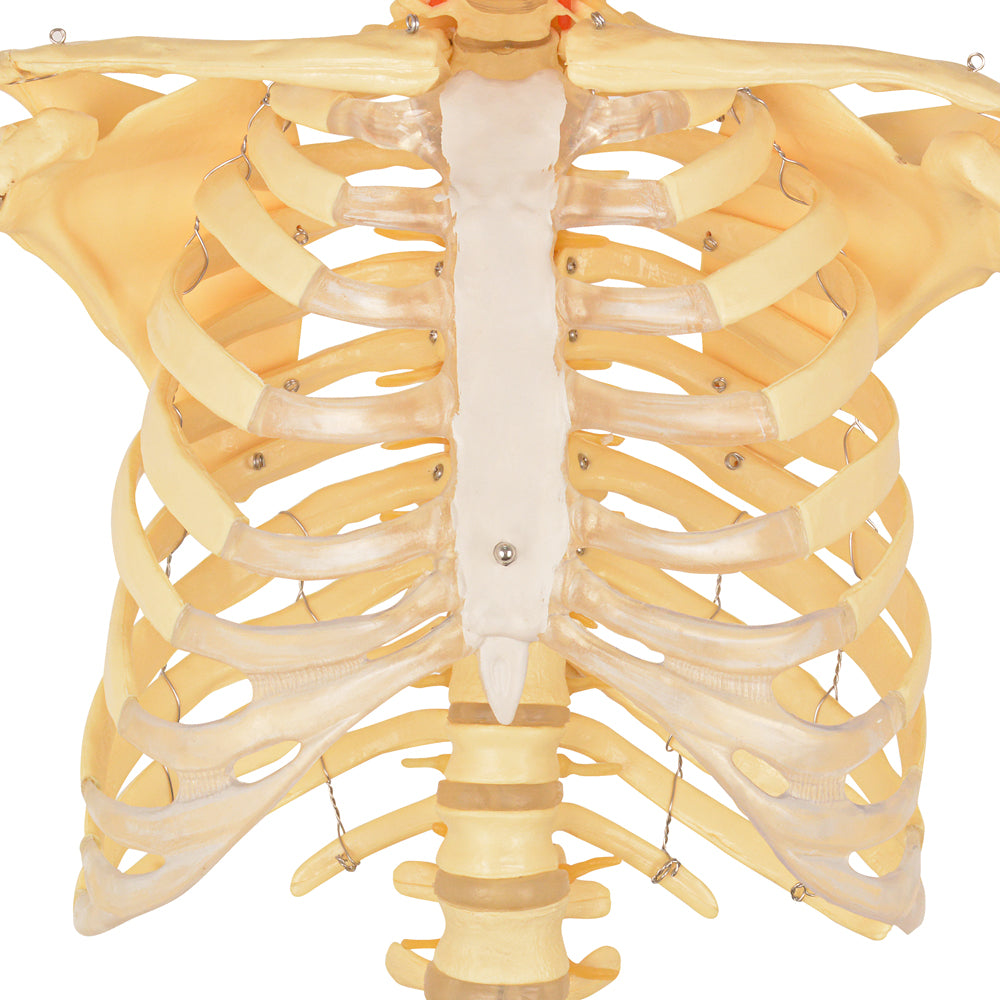 70in Life Size Human Skeleton Anatomy Model