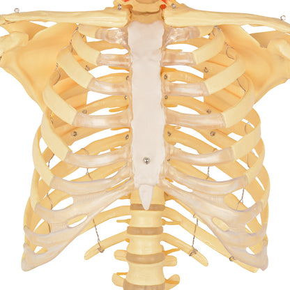 70in Life Size Human Skeleton Anatomy Model