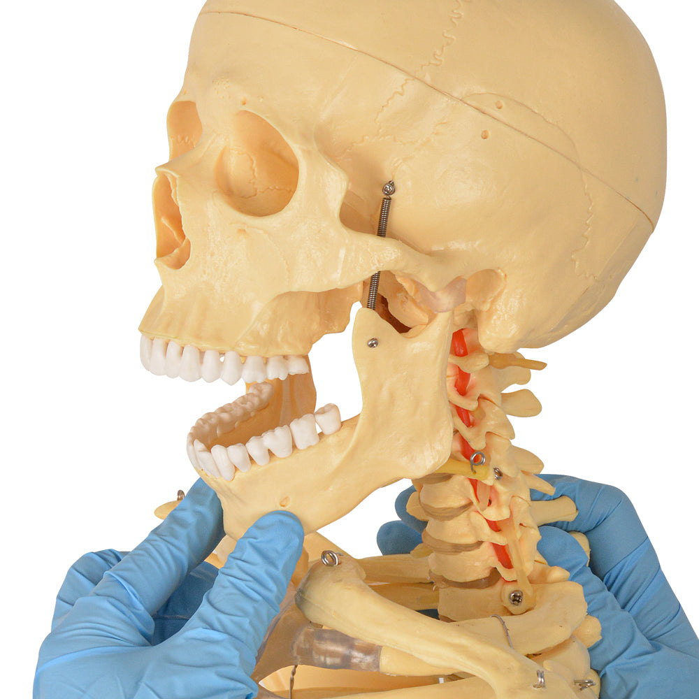 70in Life Size Human Skeleton Anatomy Model