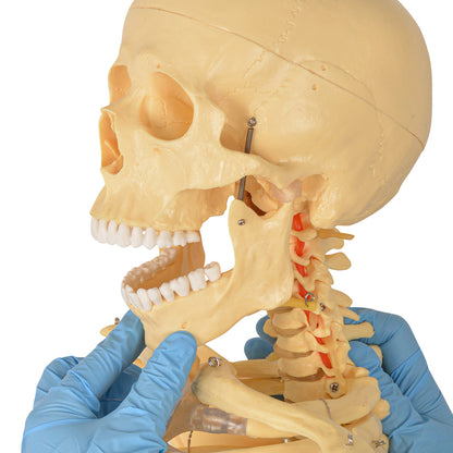 70in Life Size Human Skeleton Anatomy Model