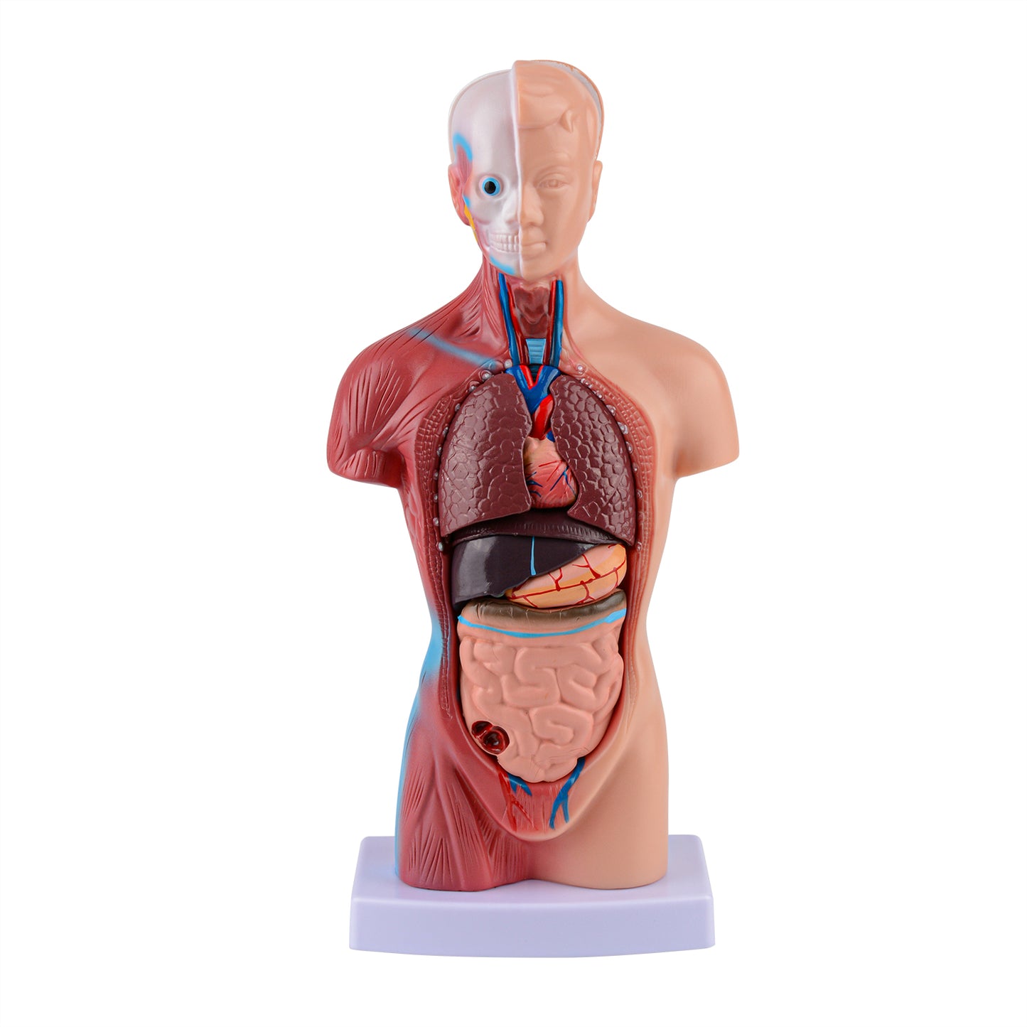 Human Torso Anatomy Model with Removable Organs