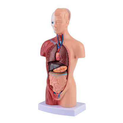 Human Torso Anatomy Model with Removable Organs