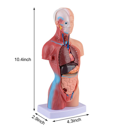 Human Torso Anatomy Model with Removable Organs