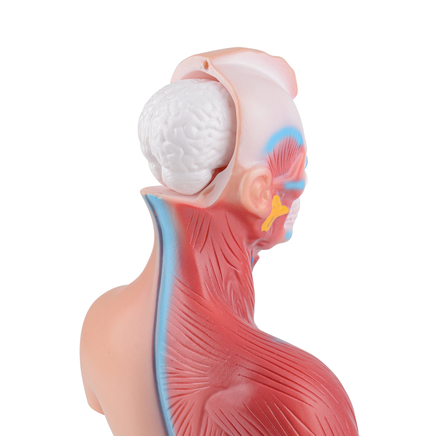 Human Torso Anatomy Model with Removable Organs