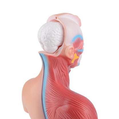 Human Torso Anatomy Model with Removable Organs