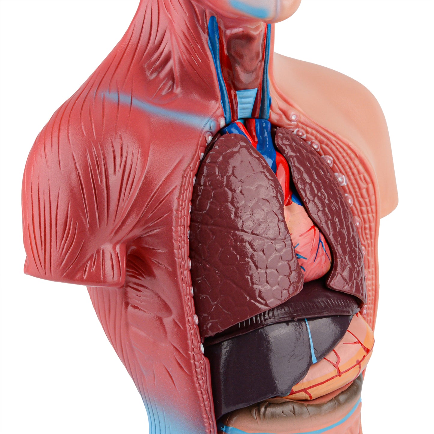 Human Torso Anatomy Model with Removable Organs