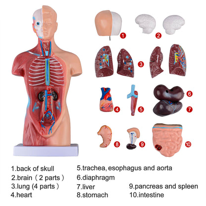 Human Torso Anatomy Model with Removable Organs