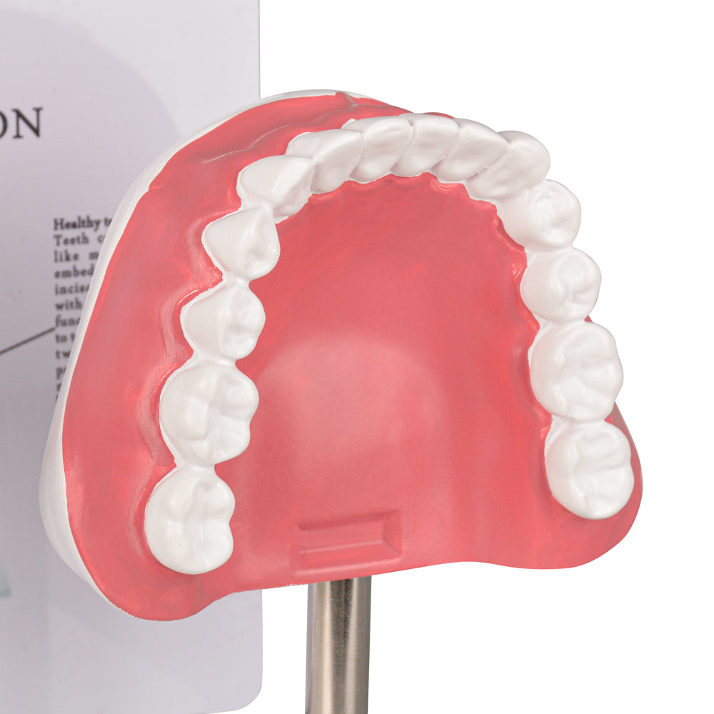 Healthy vs Smoker’s Mouth Comparison Model