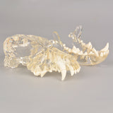 Detachable Canine Dental Model For Client Education