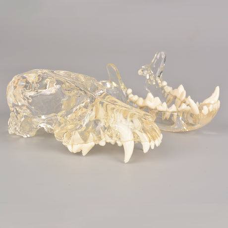 Detachable Canine Dental Model For Client Education