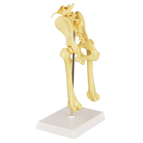 Dog Hip Dysplasia Veterinary Education Anatomical Model