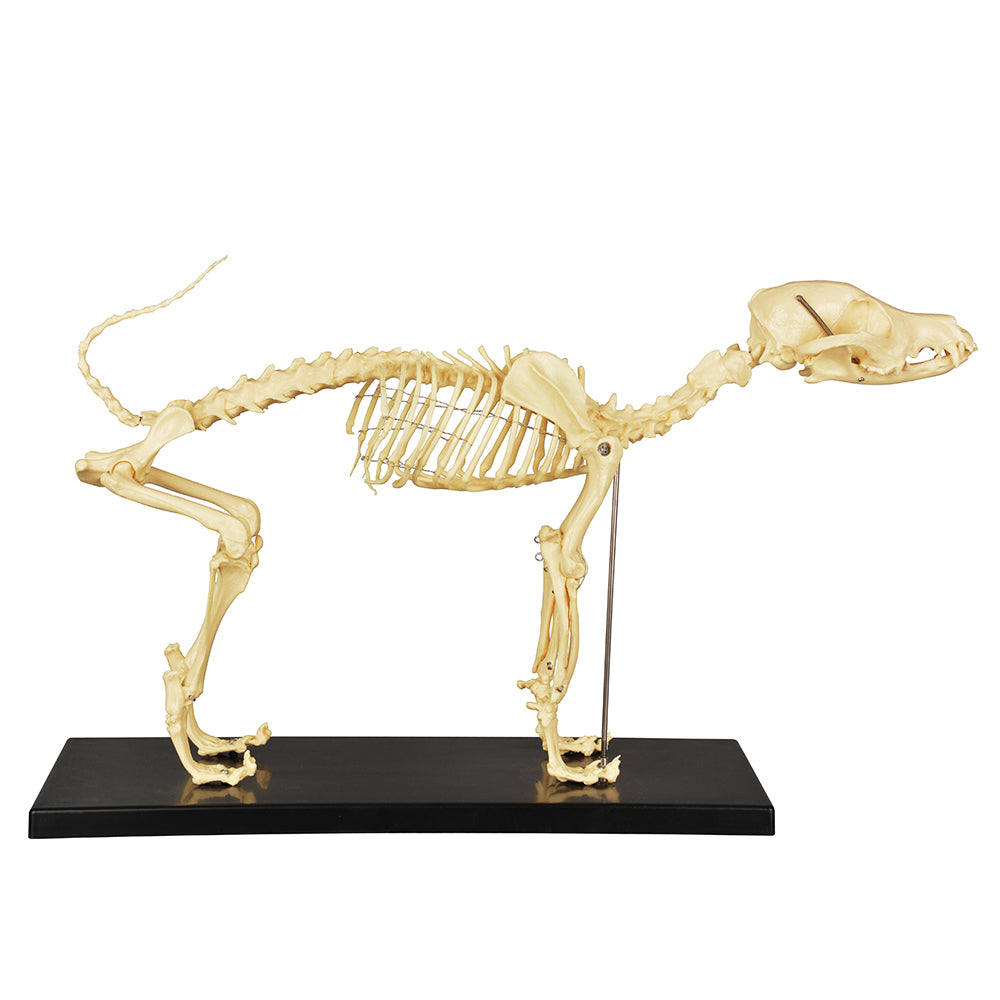 Dog Skeleton Teaching Model With Plastic Display Base