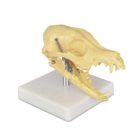 Dog Skull Anatomy Model Classroom Demonstration Tool