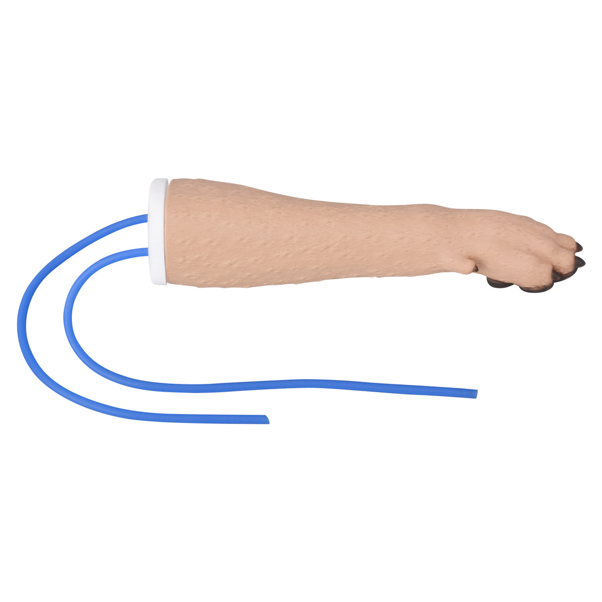 Dog Vein Injection Practice Model For Vet Students