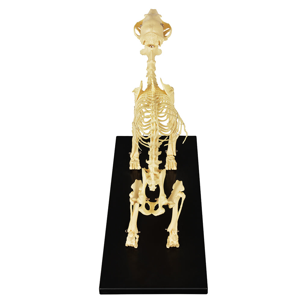 Educational Dog Skeleton Model For Veterinary Laboratory Training