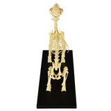 Educational Dog Skeleton Model For Veterinary Laboratory Training