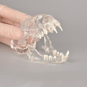 Feline Skull Dental Model With Radiopaque Teeth