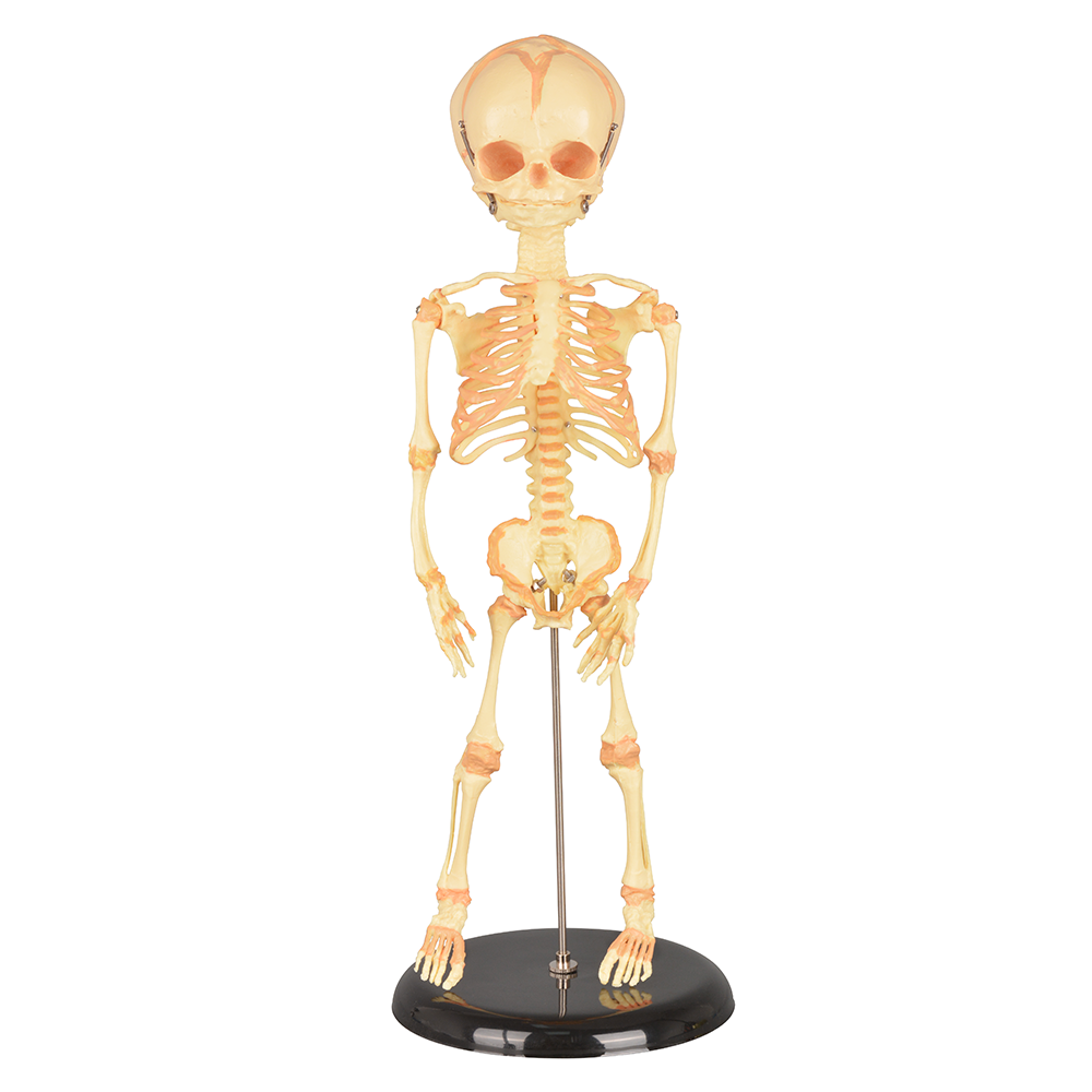 Single-Head Infant Human Skeleton Model for Medical Antomy Education