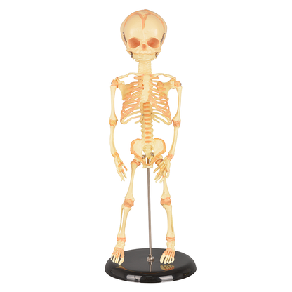 Single-Head Infant Human Skeleton Model for Medical Antomy Education
