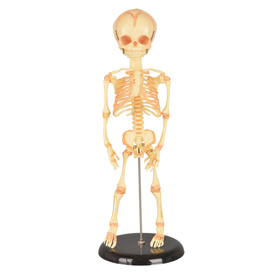 Single-Head Infant Human Skeleton Model for Medical Antomy Education