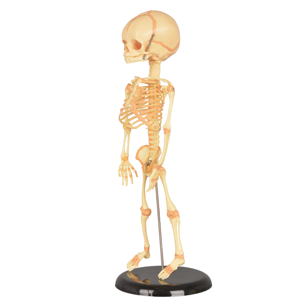 Single-Head Infant Human Skeleton Model for Medical Antomy Education