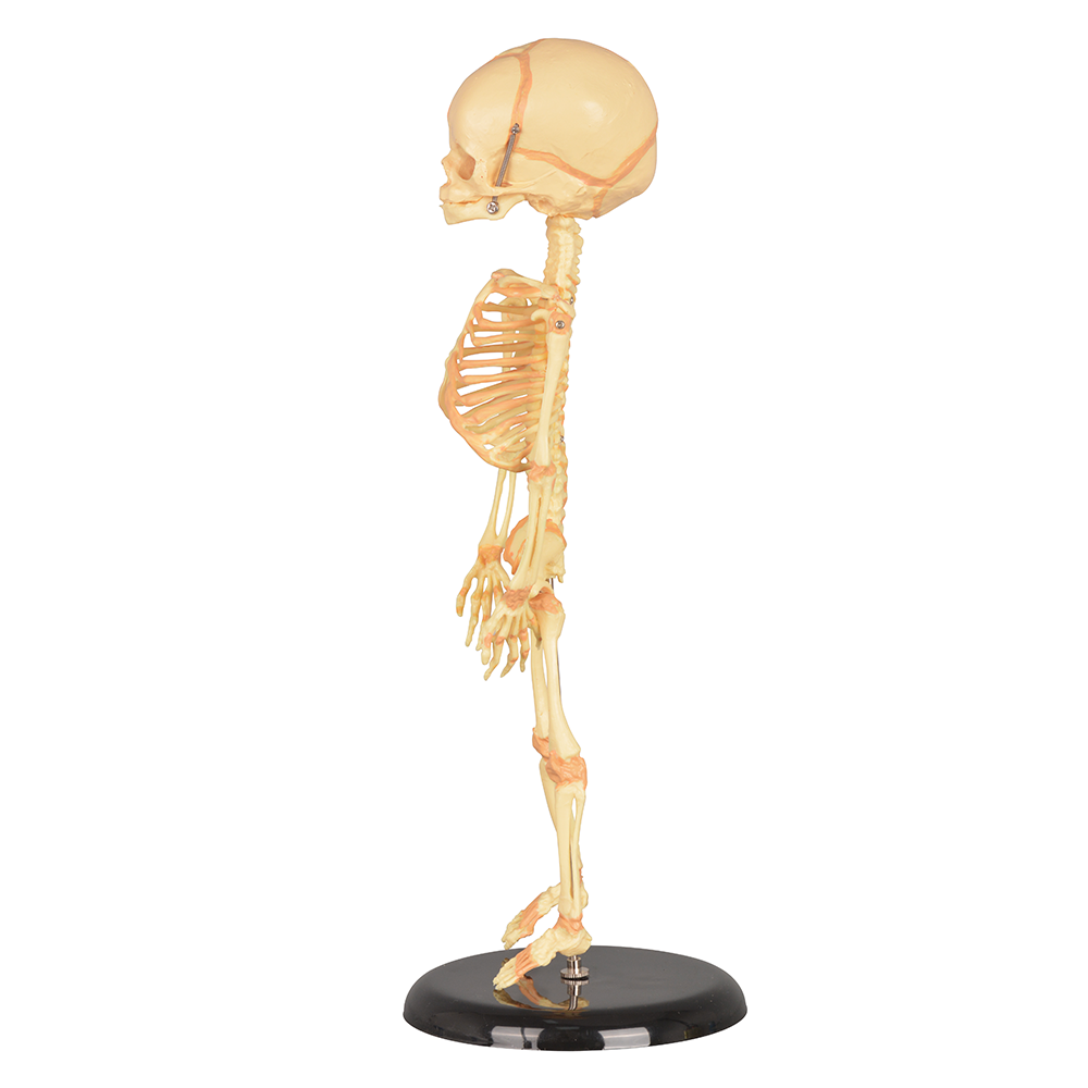 Single-Head Infant Human Skeleton Model for Medical Antomy Education