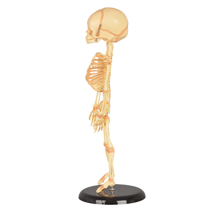 Single-Head Infant Human Skeleton Model for Medical Antomy Education
