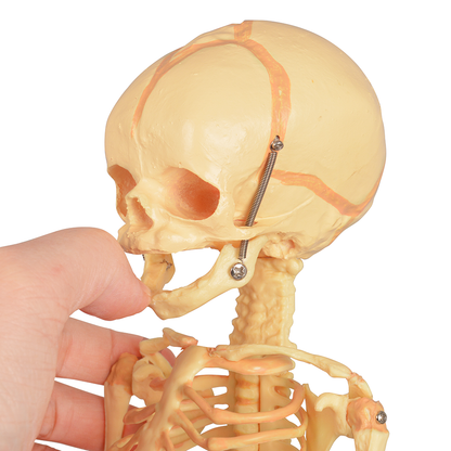 Single-Head Infant Human Skeleton Model for Medical Antomy Education