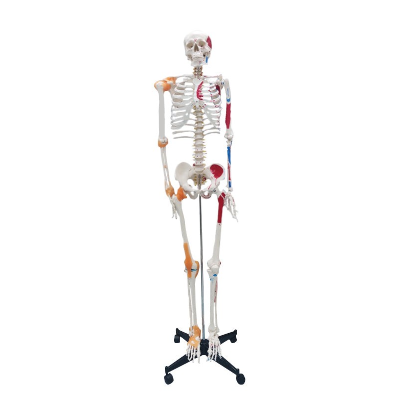Life Size Medical Human Skeleton Model with Ligamen