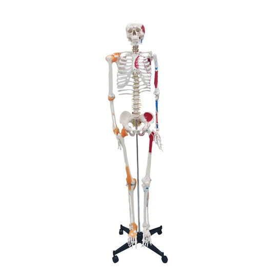 Life Size Medical Human Skeleton Model with Ligamen