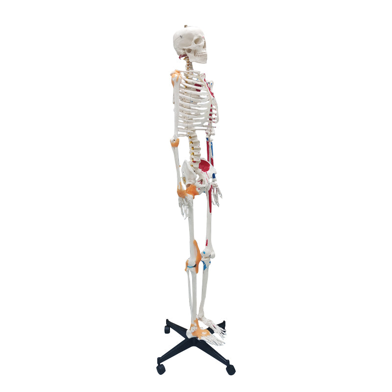 Life Size Medical Human Skeleton Model with Ligamen