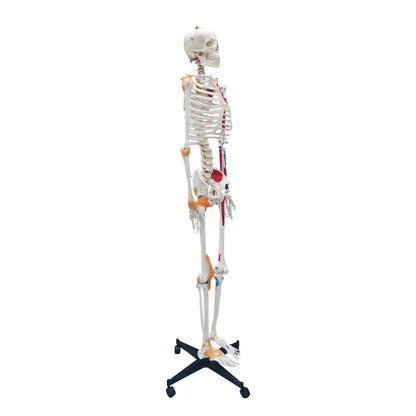 Life Size Medical Human Skeleton Model with Ligamen