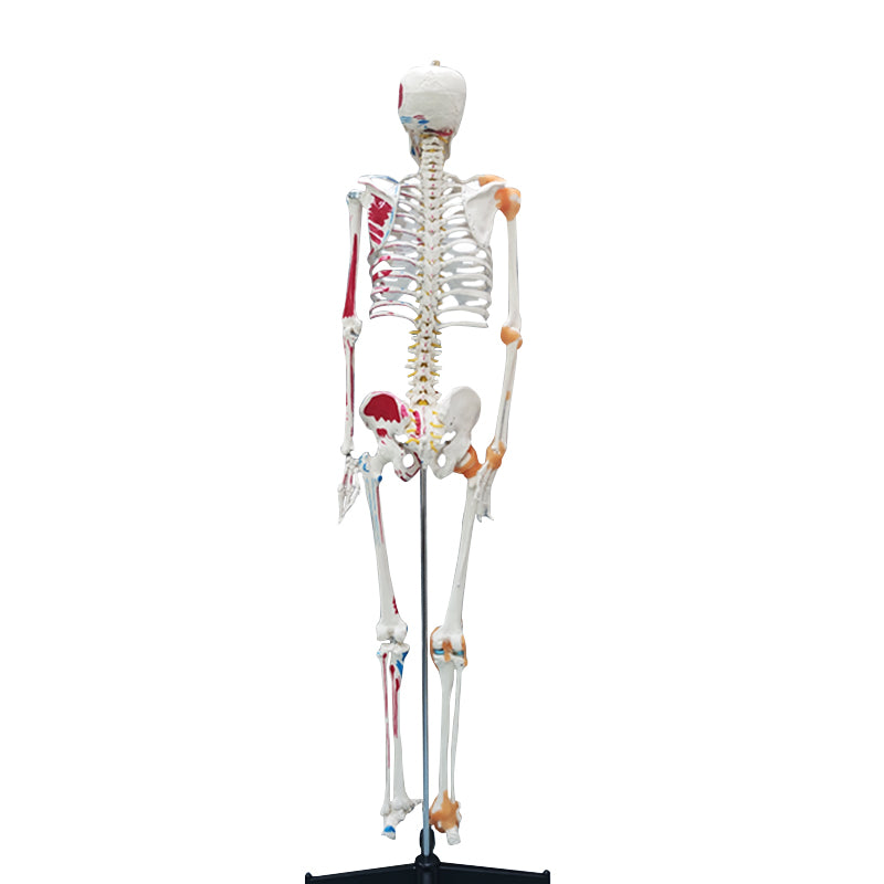 Life Size Medical Human Skeleton Model with Ligamen
