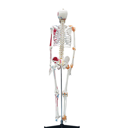 Life Size Medical Human Skeleton Model with Ligamen