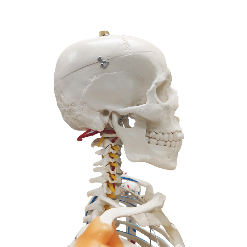 Life Size Medical Human Skeleton Model with Ligamen